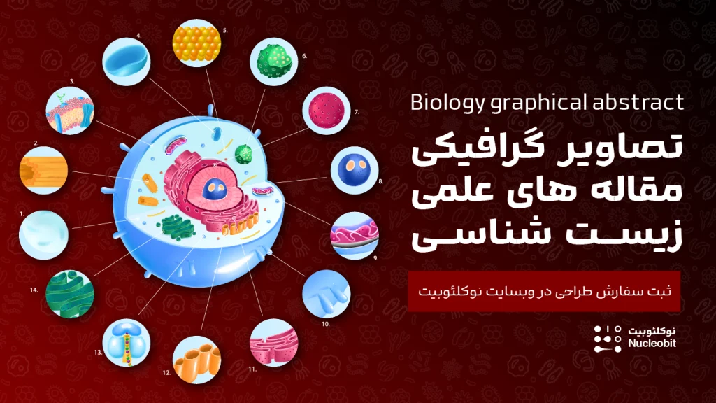تصاویر گرافیکی مقاله علمی زیست شناسی | نوکلئوبیت